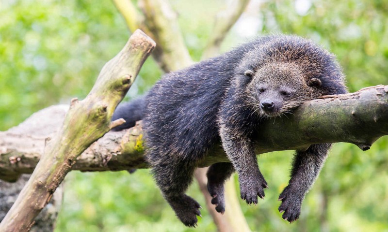 Кошачий медведь