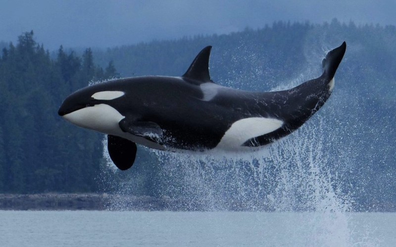 Косатка (Orcinus orca)