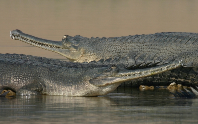 Крокодилы в воде