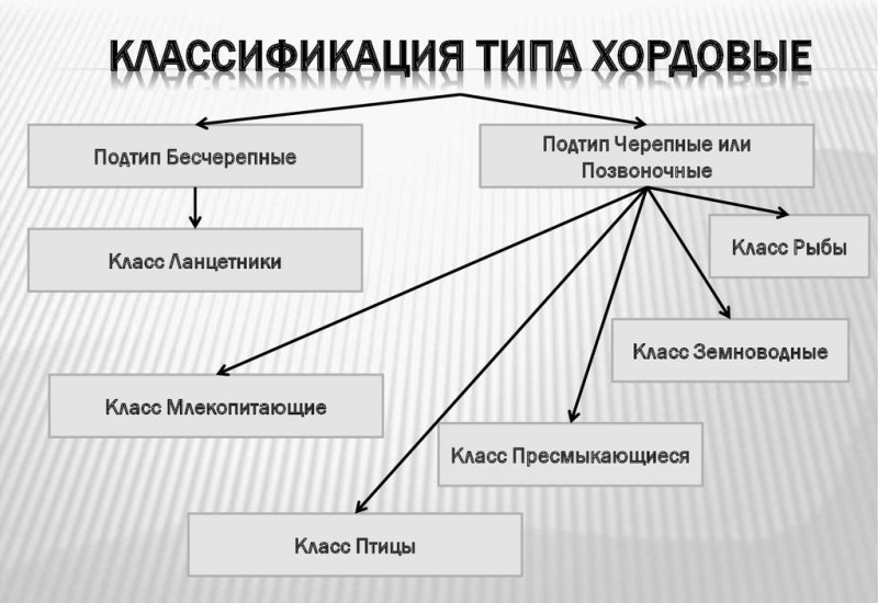 Классификация хордовых