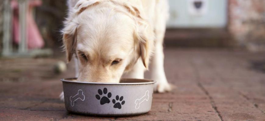 Сколько раз кормить щенка собаки