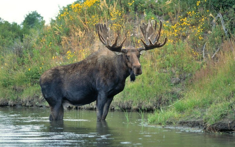 В воде