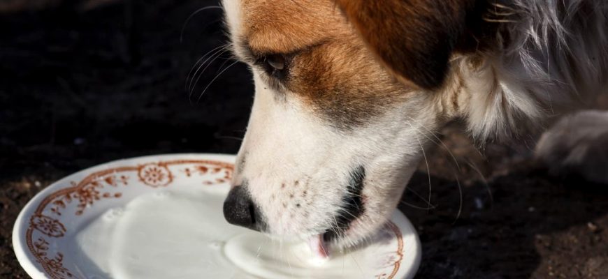 Можно ли щенкам собаки давать молоко