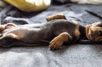 Сколько спят щенки собак