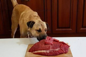Можно ли давать щенку собаки сырое мясо