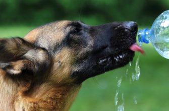 Почему собака или щенок пьет много воды