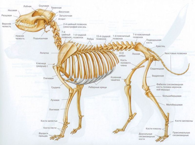 Строение собаки