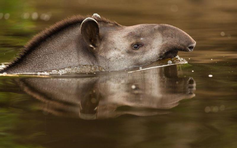 В воде