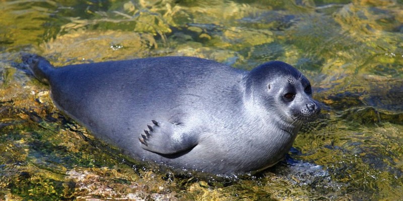 Байкальская нерпа в воде