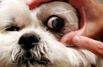 У какой породы собак выпадают глаза