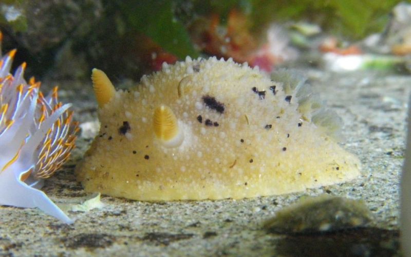 Вид Peltodoris Nobilis