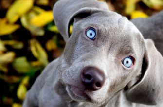 Породы собак с голубыми глазами