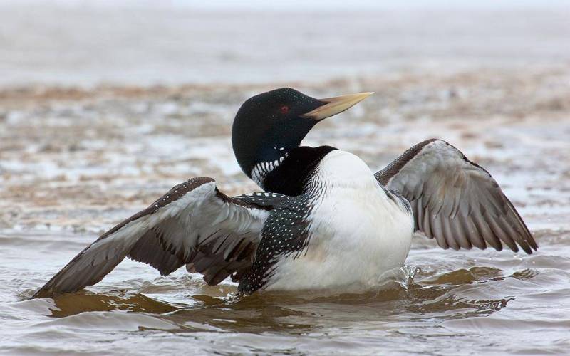 В воде