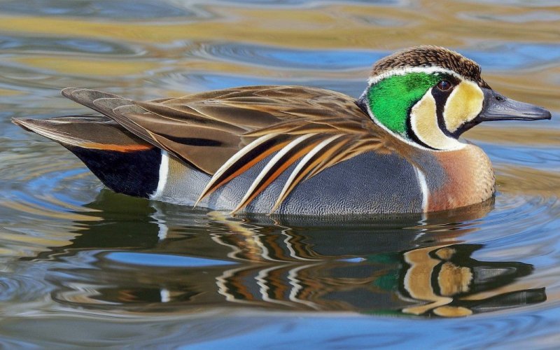 В воде