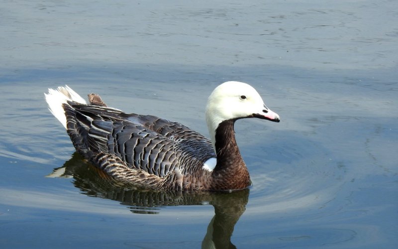 В воде