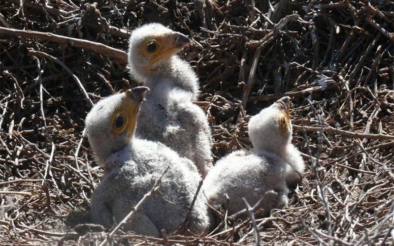 Птенцы секретаря