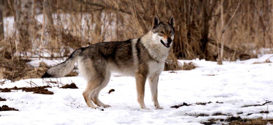 Порода собак Чехословацкий влчак