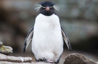 Хохлатый пингвин