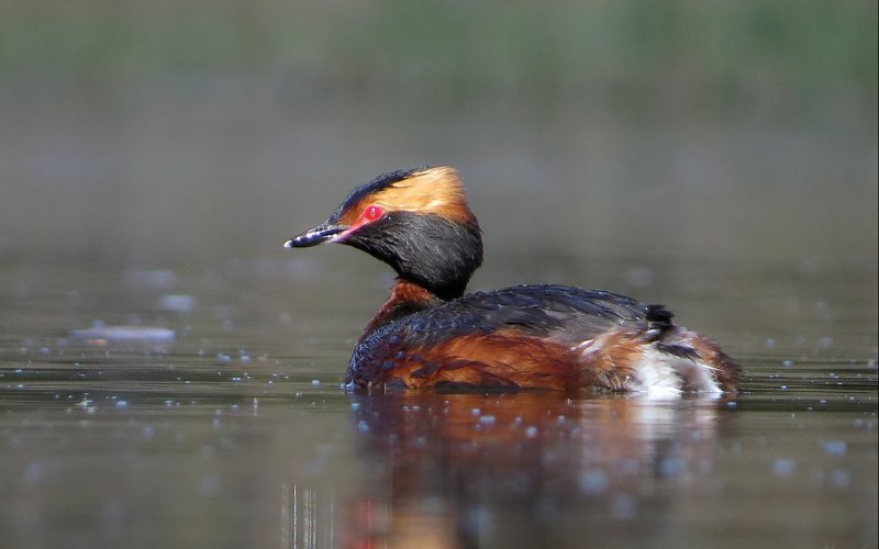 В воде