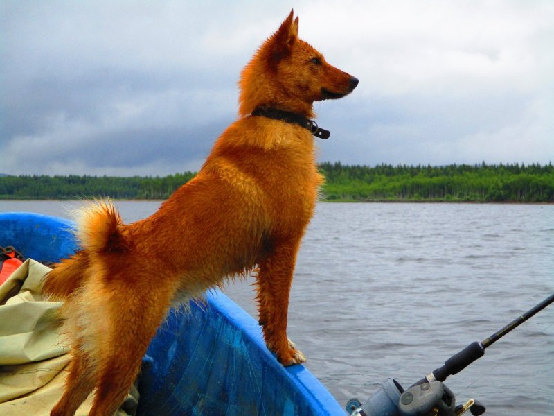 Пес на рыбалке