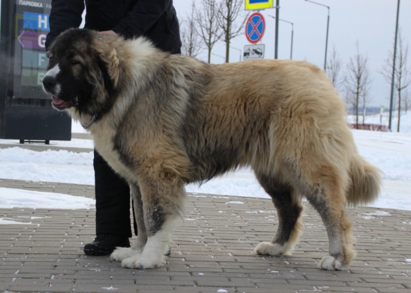 Городская прогулка