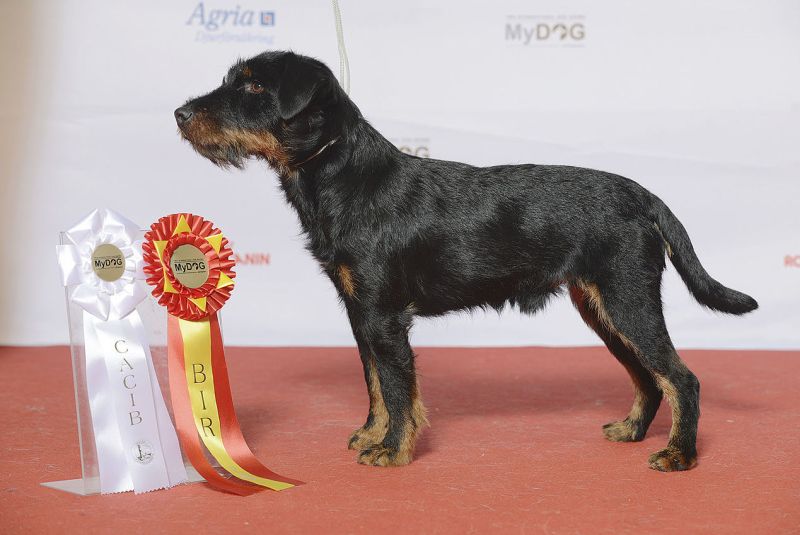 Чемпионская собака