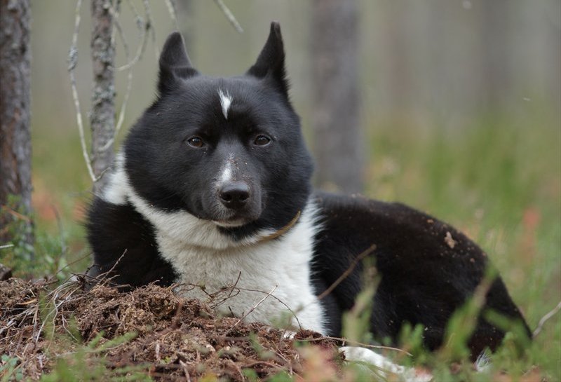 Серьезный песик