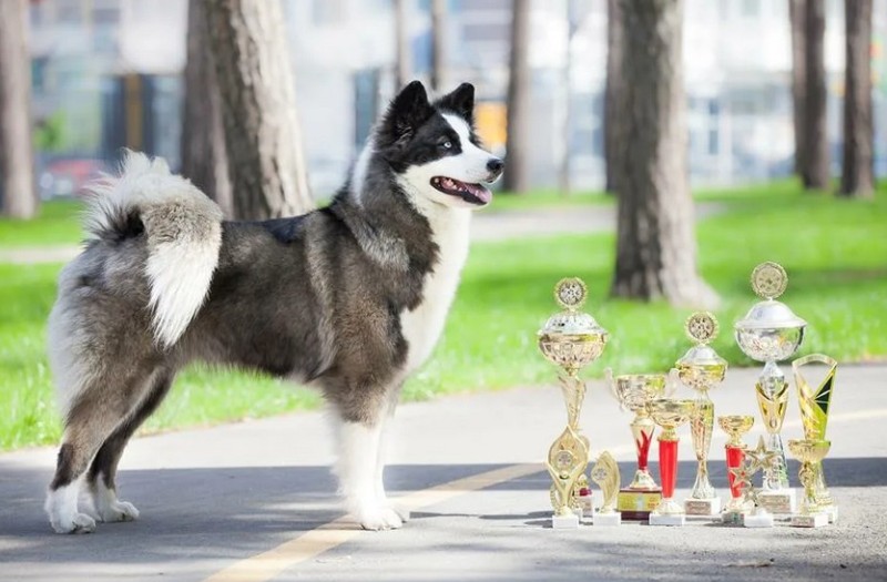 Чемпионский пес