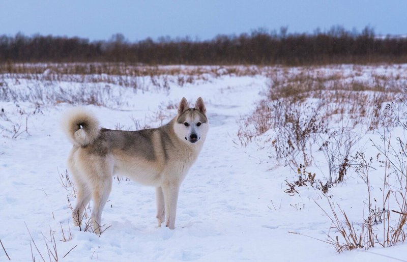 Пес на снегу