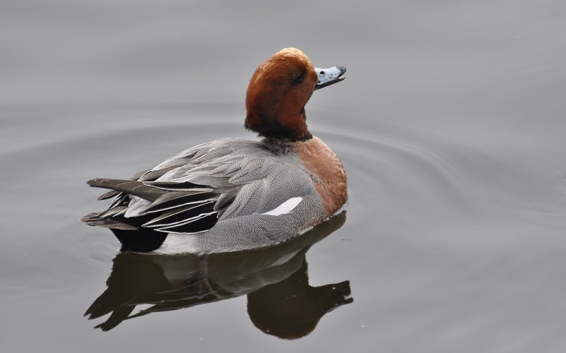 В воде