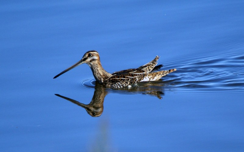 В воде