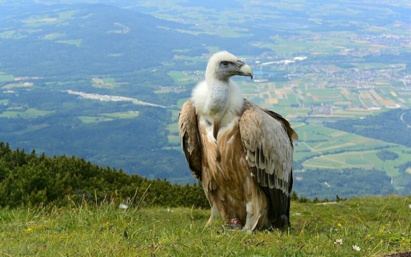 Птица гриф