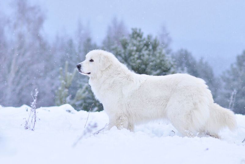 Пес в снегу