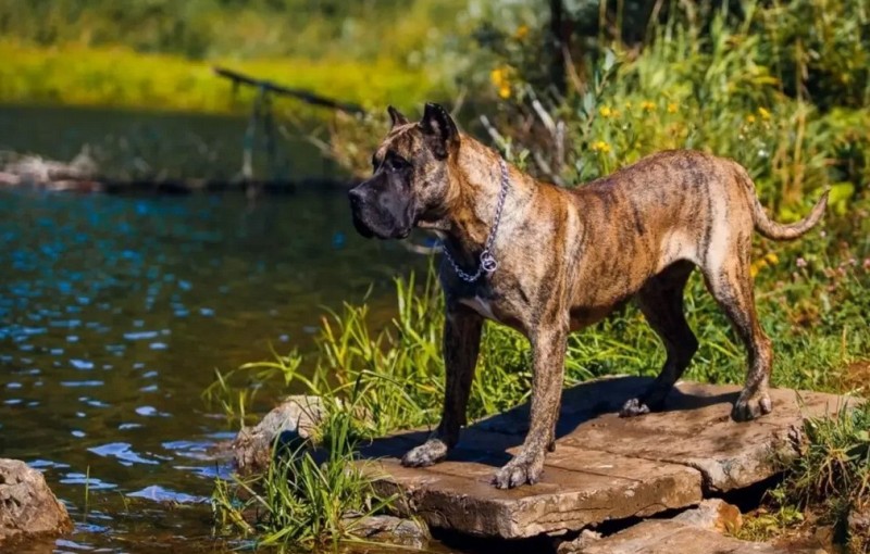 Пес у водоема