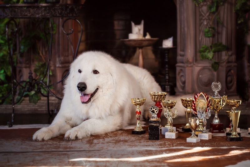 Чемпионский пес