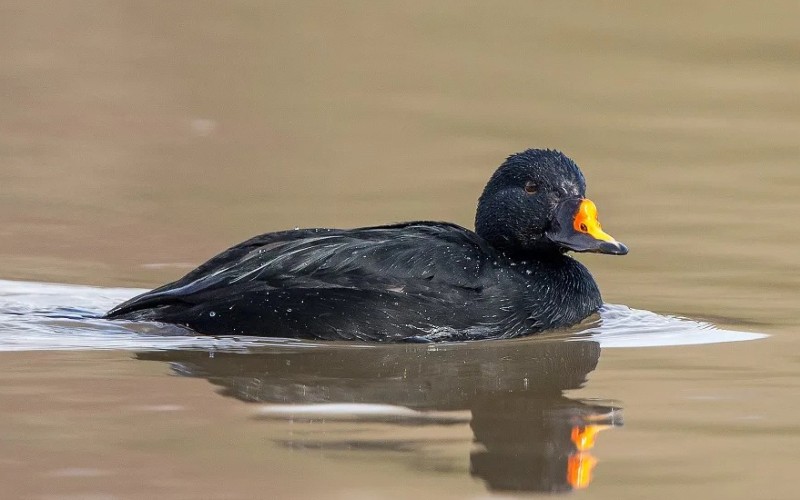 В воде