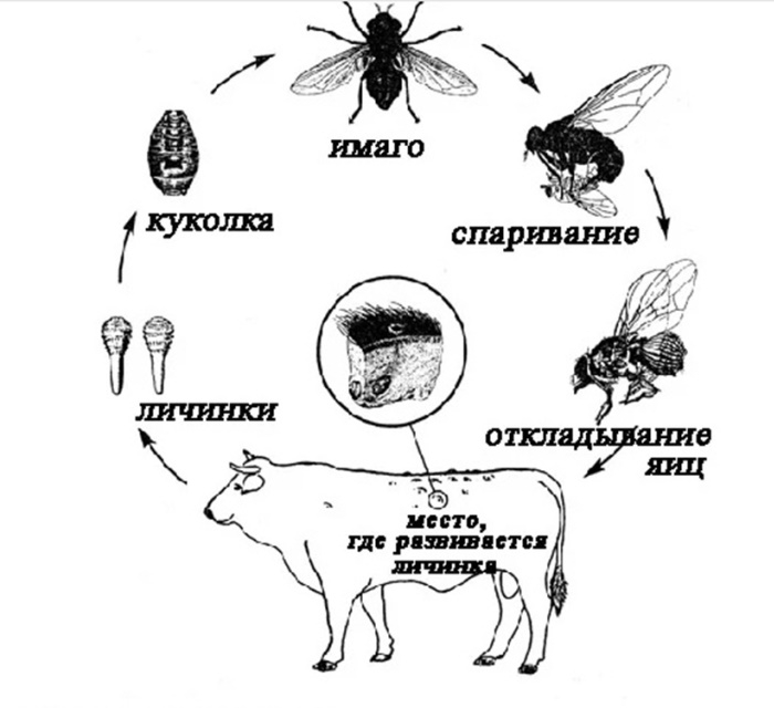 Стадии размножения овода 