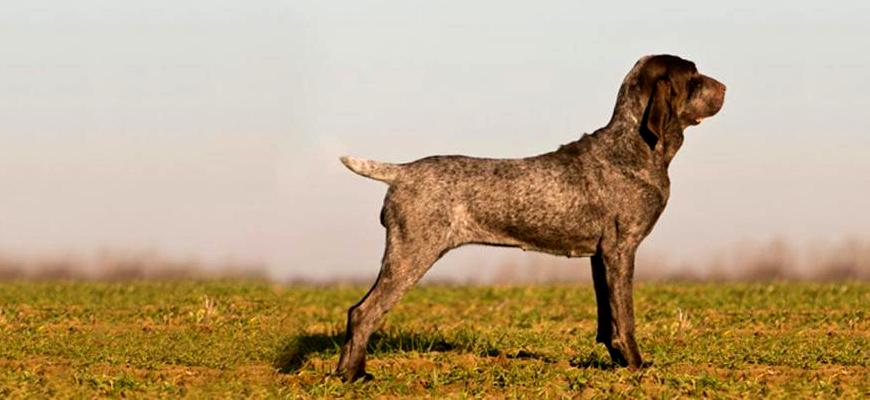 Порода собак Бургосская легавая