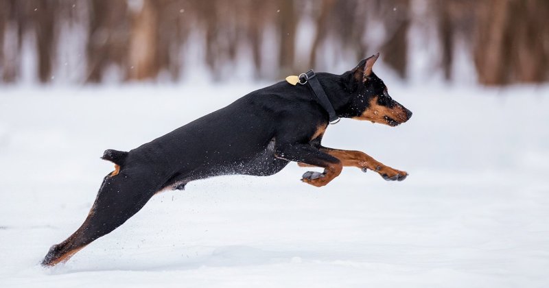 Бегущий пес