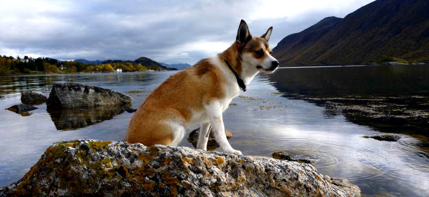 Порода собак Норвежский лундехунд