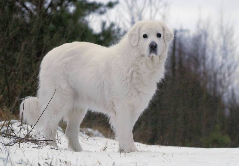 Зимняя прогулка