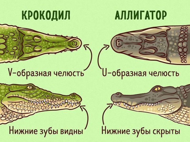 Отличия между крокодилом и аллигатором