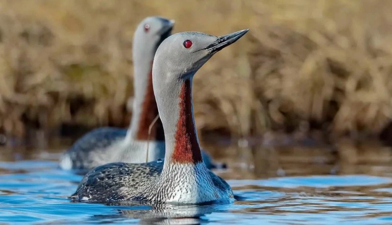 В воде