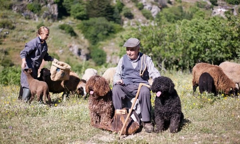 Пастушьи собаки