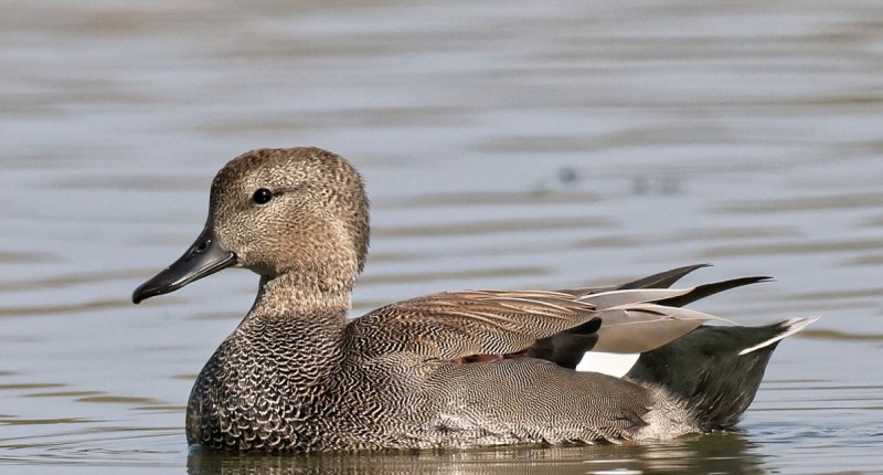 Серая утка (Mareca strepera)