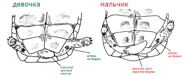 Пол болотной черепахи