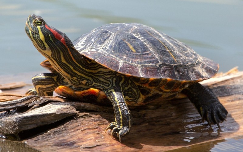 Рептилия красноухая черепаха 