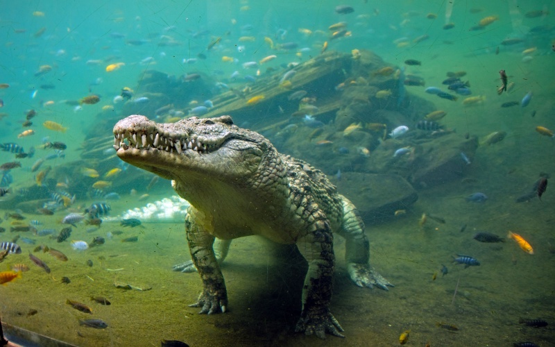 Под водой 