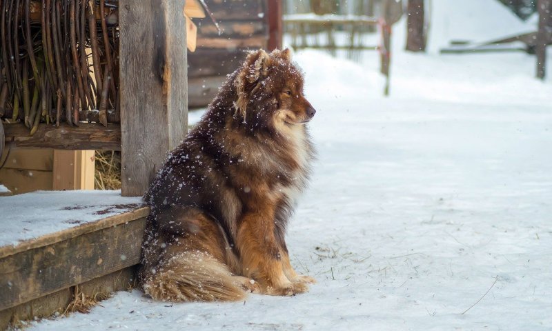 Песик у дома