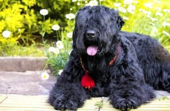 Порода собак Русский черный терьер